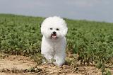 BICHON FRISE 192